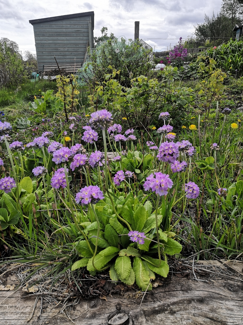 Primula