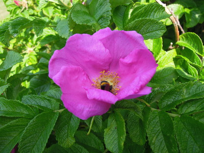 What am I? Rosa sp.?