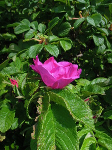 What am I? Rosa sp.?