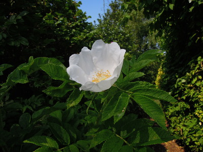 What am I? Rosa sp.?