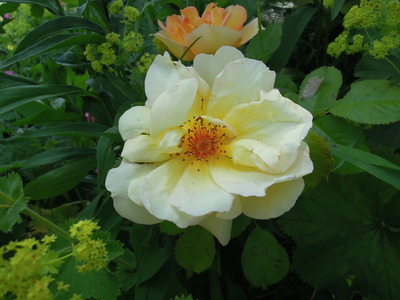 What am I? Rosa sp.?