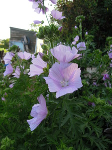 What am I? Malva sp?