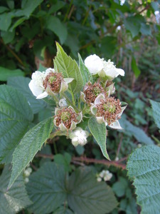 What am I?