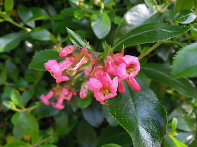 What am I?