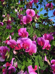 Lathyrus grandifolia?