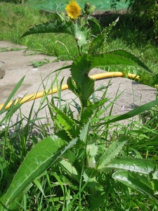 Sonchus sp?