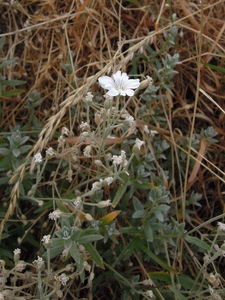 What am I?