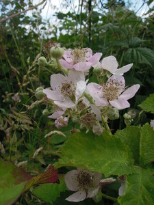 What am I?