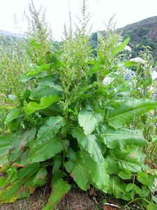 What am I?