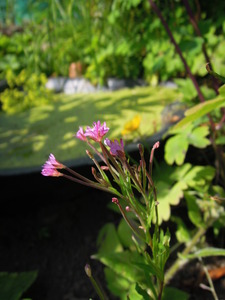 What am I?