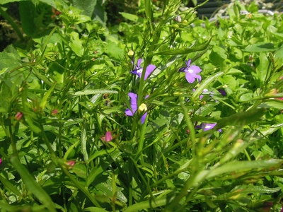 What am I?