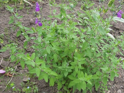 What am I?