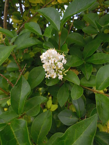 What am I?