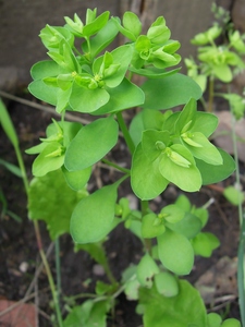 What am I?