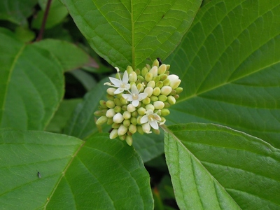 What am I?