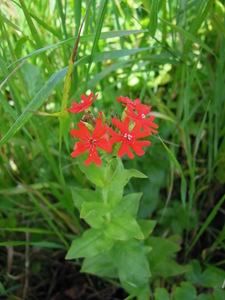What am I?