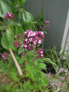 What am I?