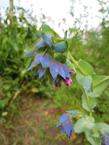 What am I?