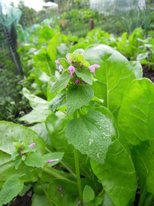 What am I?