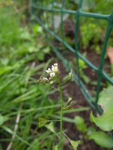 What am I?